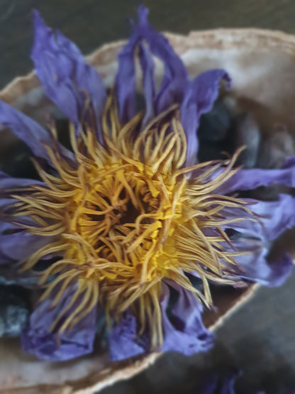 Blå lotus blomst